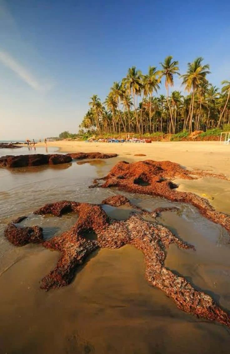 Morjim beach, North Goa