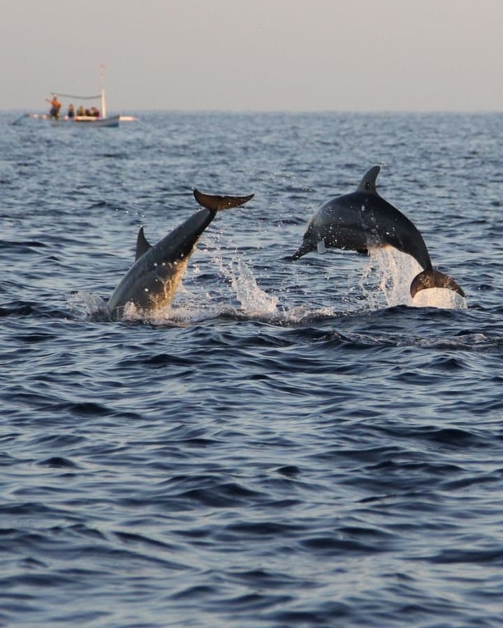 Dolphin & backwater boat