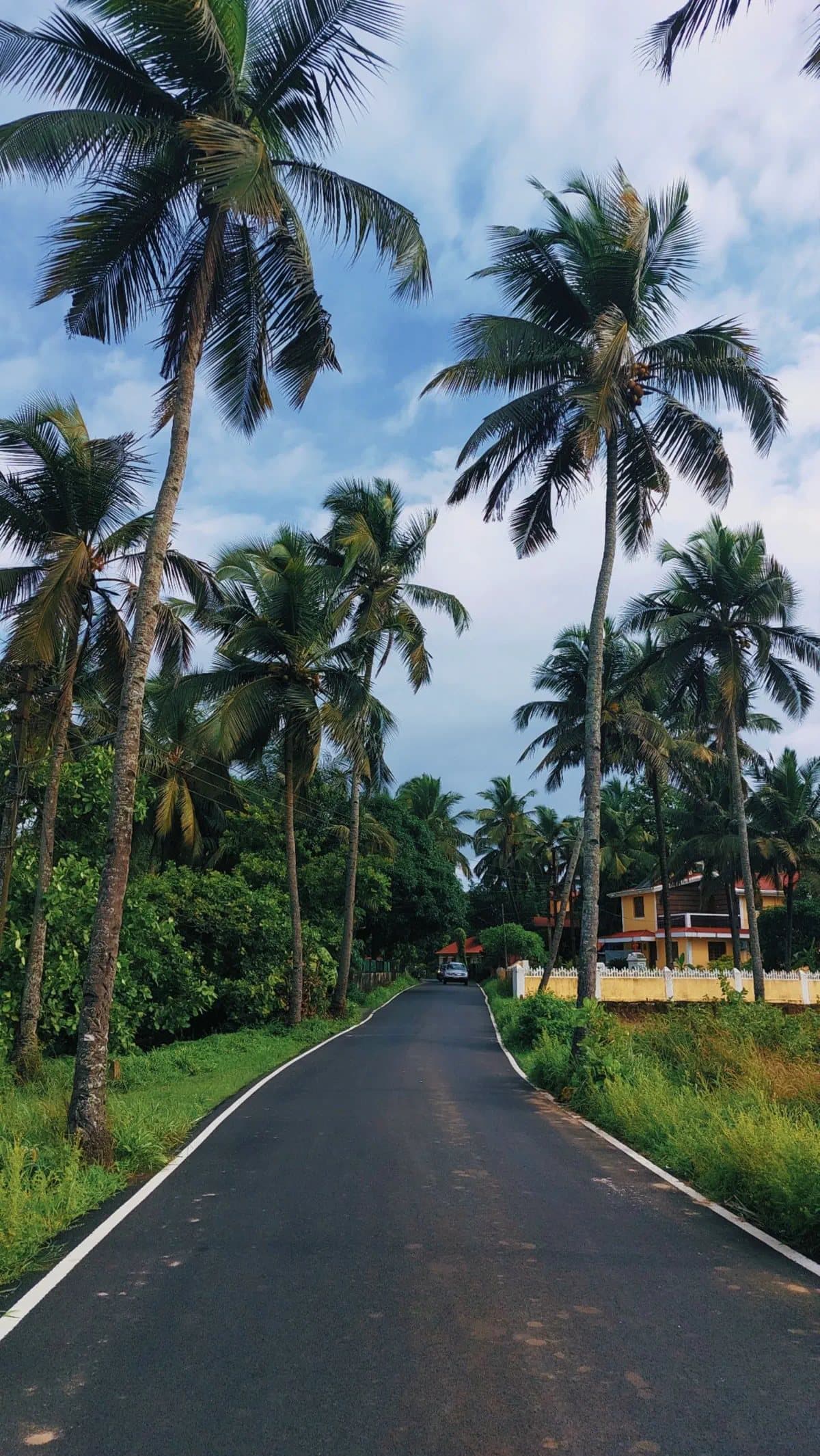 Palm roads