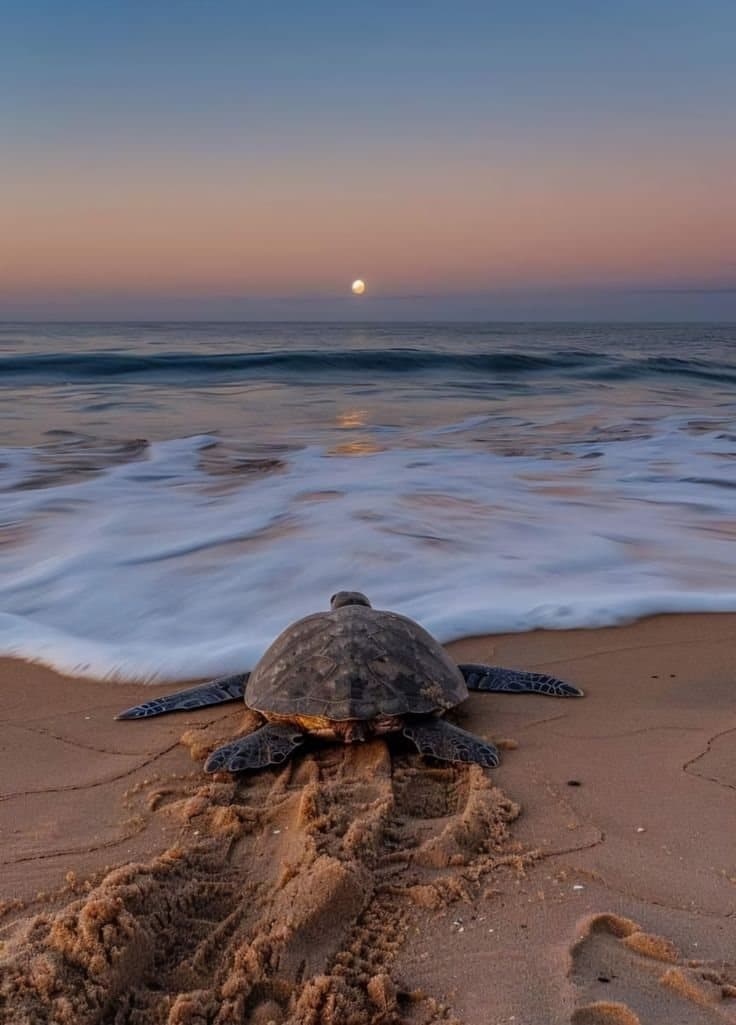 Turtle Beach